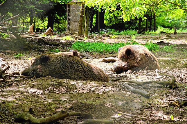 Die Wildschweine im Wildgehege Natzental dösen in der Sonne.
