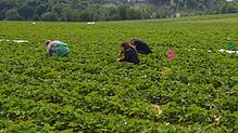 Diese Menschen pflücken bei Eigeltingen legal Erdbeeren. (Symbolbild) Bei Wutöschingen haben sich eine Frau und ein Mann dagegen ...