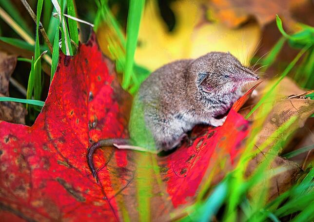 9. Spitzmaus