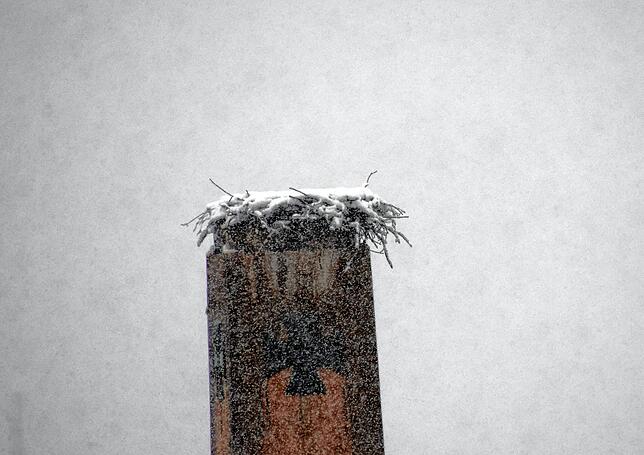 Das verschneite Storchennest in der Stockacher Oberstadt