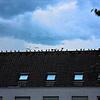 Hunderte Rabenvögel versammeln sich auf dem Dach des ehemaligen Flurbereinigungsamtes in Bad Säckingen.