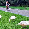 Neben dem Fahrradweg im Herosé-Park fressen diese Exemplare. Der Hunger zwingt die Wasservögel sozusagen zum Landgang.