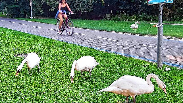 Neben dem Fahrradweg im Herosé-Park fressen diese Exemplare. Der Hunger zwingt die Wasservögel sozusagen zum Landgang.