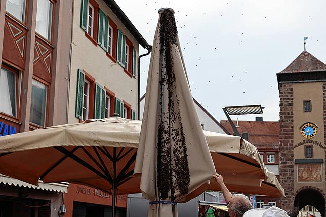 Bild 3: VS: 10.000 Bienen landen im Sonnenschirm einer Eisdiele – Aber wie fängt man sie?