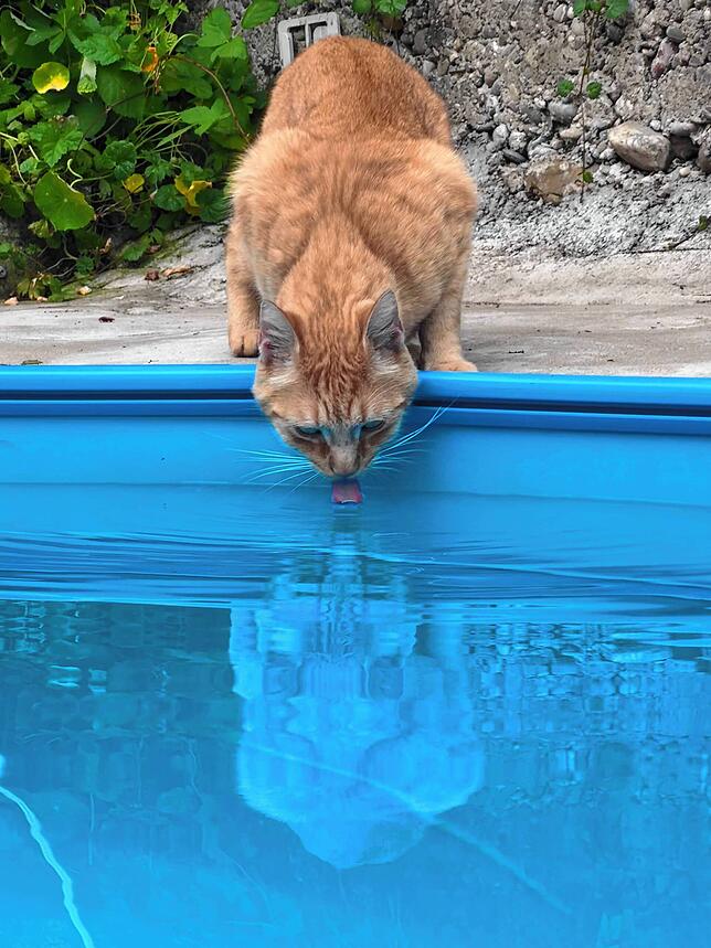 Bei über 30 Grad gönnt sich dieser Kater einen Schluck aus dem Swimming-Pool.