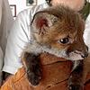 Die Tierrettung wurde aufgrund eines verletzten Fuchswelpen gerufen, doch bevor die Helfer das Wildtier finden konnten, hatten ...