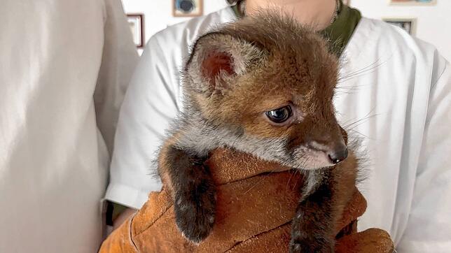 Die Tierrettung wurde aufgrund eines verletzten Fuchswelpen gerufen, doch bevor die Helfer das Wildtier finden konnten, hatten ...