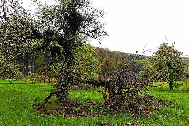 Bild 1: Streit um das Freiwiesle: So sieht die Streuobstwiese aktuell aus