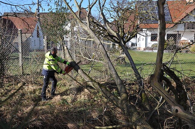 Martin Knoll, Leiter des Bermatinger Bauhofs, zerteilt mit der Kettensäge fachgerecht den in den Dorfbach gestürzten Baum.