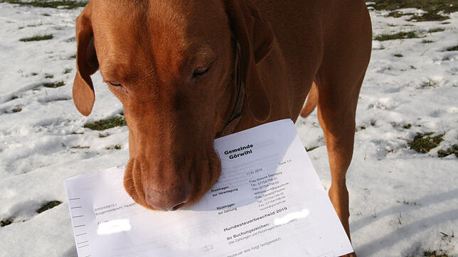 Diesem Hund mag der Hundesteuerbescheid egal sein, er macht sich ja nichts aus Geld. Aber unter den Hundehaltern brodelt es &ndash; wie ...