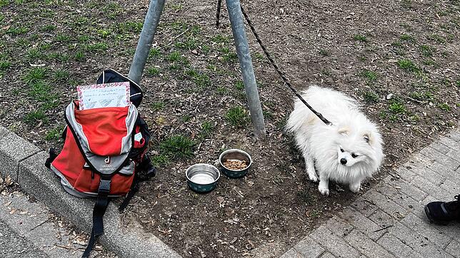 Mit Leine, Fressnapf und Rucksack wurde der kleine Spitz am 11. März 2025 im Konstanzer Stadtteil Paradies aufgefunden.