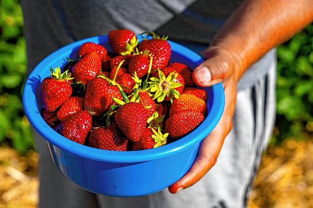 Bild 14: Sommerzeit ist Erdbeerzeit