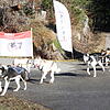 Schlittenhunde ganz ohne Schnee in Todtmoos: Auch in diesem Winter blieb der erhoffte Schnee aus.
