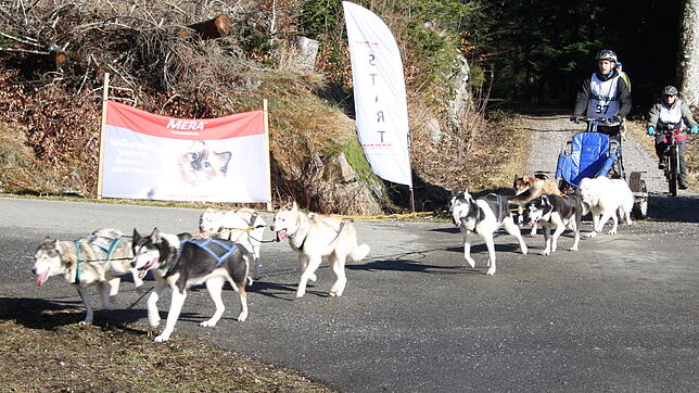 Schlittenhunde ganz ohne Schnee in Todtmoos: Auch in diesem Winter blieb der erhoffte Schnee aus.