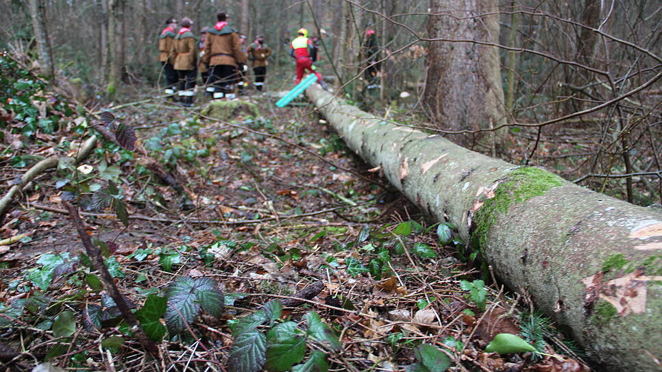 Bild : So kommt der Narrenbaum vom Wald in die Stadt
