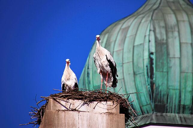 Bild 14: Traute Zweisamkeit: Die Störche Hans und Nelli II sind wieder in ihr Nest in der Oberstadt zurückgekehrt