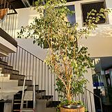Um diesen schönen Baum, einem Benjamin, tut es Pächter Uwe Wolf besonders leid. Er würde ihn gerne in gute Hände gratis abgeben.