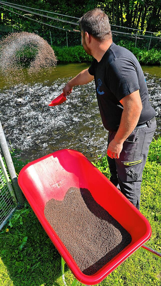 Gefüttert wird eine Mischung aus überwiegend pflanzlichem Fischfutter und Salz. Mit schwungvollen Bewegungen streut Reinhold Wuchner das ...