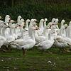 Die Gänse auf dem Geflügelhof Haug in Rohrdorf im Freigelände.