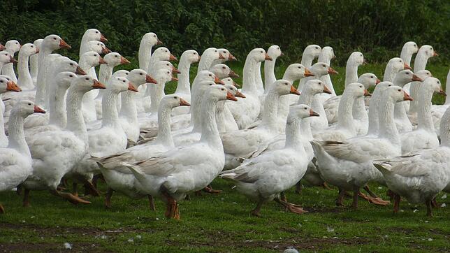 Die Gänse auf dem Geflügelhof Haug in Rohrdorf im Freigelände.
