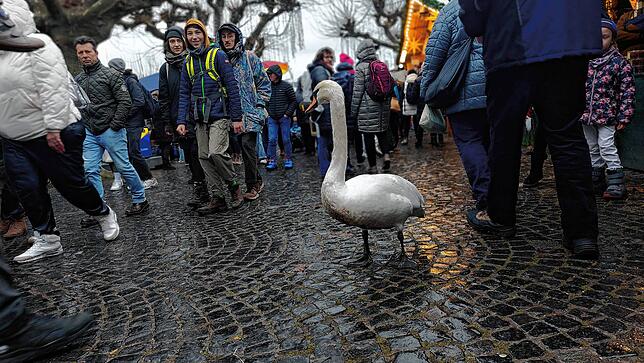 Sogar dieser Schwan besuchte den Hincooker auf dem Weihnachtsmarkt.