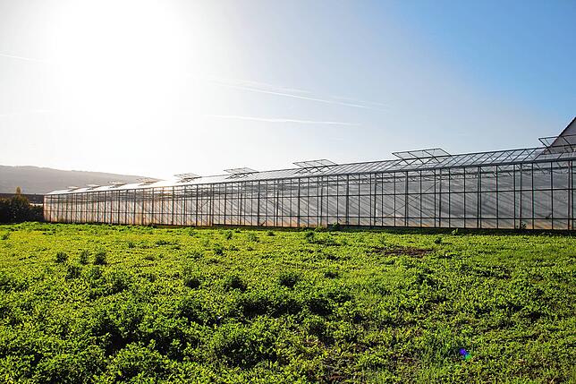 95 Prozent der Produktion auf der „Gemüseinsel“-Reichenau findet in Gewächshäusern statt.