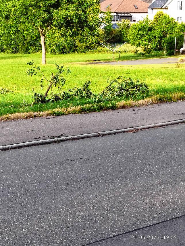 Äste weht der Wind auf die andere Seite.