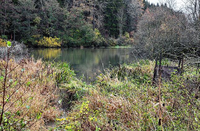 Der Behlaer Weiher ist ein geschütztes Biotop. Über Jahre gelangte Mischwasser in das Gewässer.