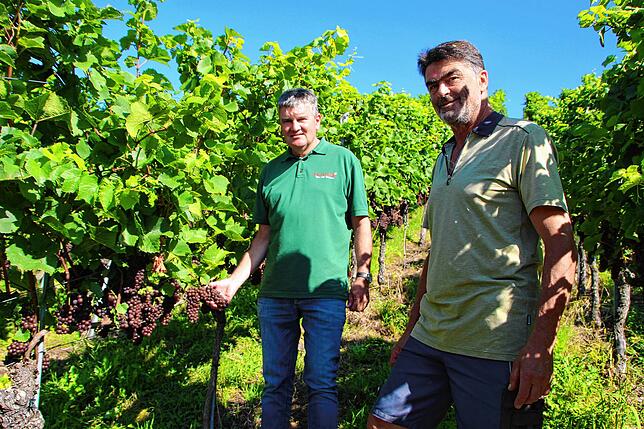 Tobias Keck, Geschäftsführer des Winzervereins Markdorf und Hubert Gutemann, Markdorf Rebmeister, begutachten die Trauben in Steillage. ...