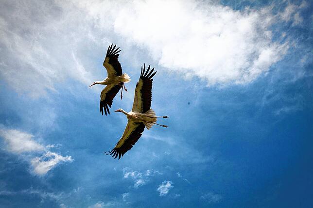 Zwei Störche im Flug über dem Park. Roland Hilgartner rechnet damit, dass die Vögel sich am 6. August auf Thermikflüge begeben. Diese ...