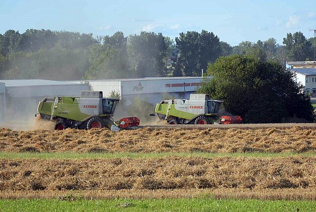 Voller Einsatz bei der Weizenernte am Donaueschinger Flugplatz: Wenn die Qualität für den Backweizen stimmt, muss es schnell gehen. ...