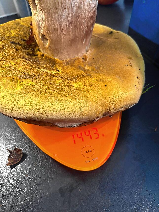 Auf die Waage bringt der Steinpilz aus Rickenbach 1443 Gramm.