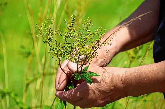 Ein verblühter Stängel Mädesüß. Die Wildpflanze wirkt wie natürliches Aspirin gegen Kopfschmerzen. Aus den weißen Blüten im Frühsommer ...