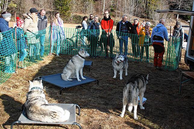 Bild 11: Bilder vom Husky-Camp und Huskyfiebermarkt in Todtmoos