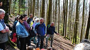 Die wenigsten hätten gedacht, dass sie hier in dieser Monokultur aus Buchen in einem möglichen Urwald sind. Fotos: Ralph Fautz
