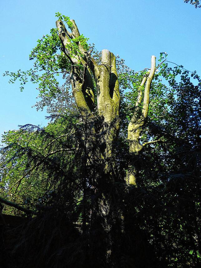 Gestutzt – die alten Blutbuche im Schlosspark sieht jetzt aus wie ein Torso.