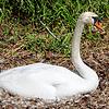 Zahlreiche Wasservögel brüten derzeit am Seeufer, so wie dieser Schwan in Radolfzell. Doch nicht immer können aus den Eiern ...
