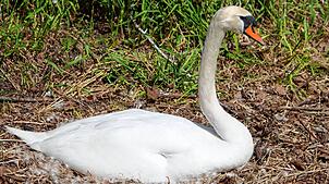Zahlreiche Wasservögel brüten derzeit am Seeufer, so wie dieser Schwan in Radolfzell. Doch nicht immer können aus den Eiern ...