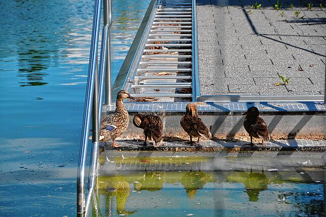 Während die Menschen im See baden, genießen die Enten die Ruhe im Schwimmerbecken.