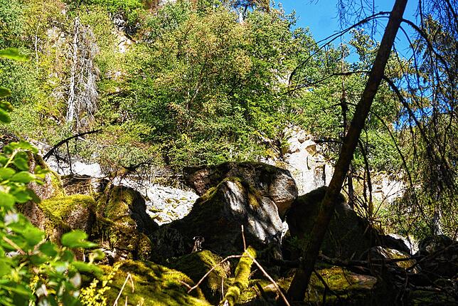 Das Gamswild fühlt sich im bewaldeten und felsenreichen Mittelgebirge wie im Schwarzwald heimisch.