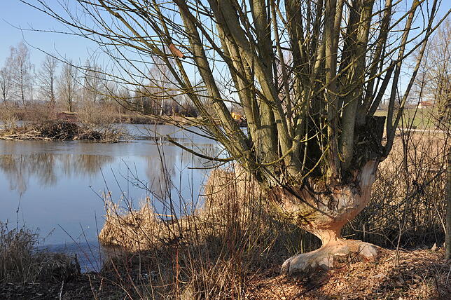 In Meßkirch und Sauldorf sind Biberspuren nicht mehr zu übersehen, wie hier am Hochwasserrückhaltebecken der Gemeinde Sauldorf in Rast. ...