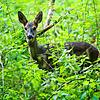 In den Wäldern von Pfullendorf beobachten die Förster eine Zunahme der Wildverbissschäden. Bild: dpa