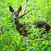 In den Wäldern von Pfullendorf beobachten die Förster eine Zunahme der Wildverbissschäden. Bild: dpa