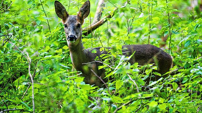 In den Wäldern von Pfullendorf beobachten die Förster eine Zunahme der Wildverbissschäden. Bild: dpa