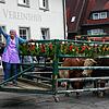 Stolze Schwergewichte: Das bunt geschmückte Gatter mit den vier Jungbullen und der Bäuerin Conny Ziller. Sie winkt in die Menge, und die ...