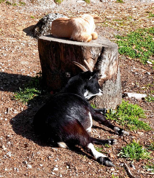 Bild 6: Tiere im Wildgehege und ihr Nachwuchs genießen die Sonne
