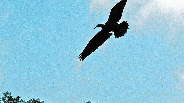 Der Jungfernflug von &bdquo;Professor&ldquo;, dem ersten gebürtigen Überlinger, vor wenigen Tagen.
