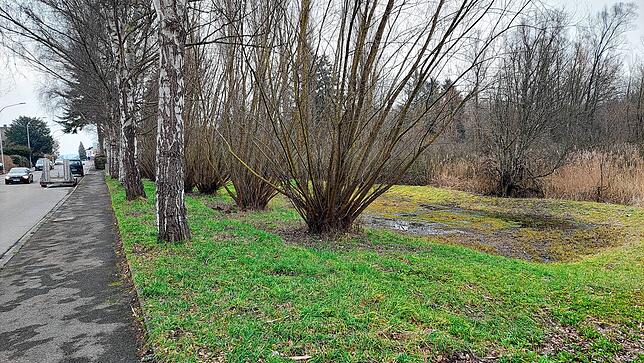 Die hier sichtbare Wasserfläche an der Hermann-von-Vicari-Straße ist nicht etwa der ökologisch wertvolle Weiher, sondern ein ...