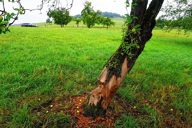 Vom Biber bearbeitet wird dezeit der alte Apfelbaum auf den Streuobstwiesen rund um Obermettingen. Es ist der fünfte Baum seit März ...