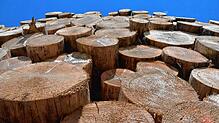 4066 Festmeter Holz wurden im Jahr 2023 im Häuserner Gemeindewald geerntet. Unterm Strich steht ein Gewinn von fast 100.000&nbsp;Euro. ...